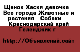 Щенок Хаски девочка - Все города Животные и растения » Собаки   . Краснодарский край,Геленджик г.